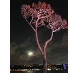 “Müzede Sahne, Fonda Dolunay” / “Gümüş Ay”