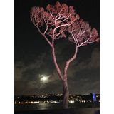 “Müzede Sahne, Fonda Dolunay” / “Gümüş Ay”