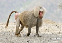 Nat Geo Wild’da Muhteşem Canlılar Kuşağı Başlıyor