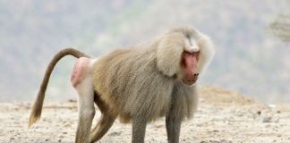 Nat Geo Wild’da Muhteşem Canlılar Kuşağı Başlıyor