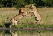 “Vahşi Krallık: İsyan” 3 Aralık’ta Nat Geo Wild’da başlıyor!