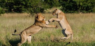 “Vahşi Krallık: İsyan” 3 Aralık’ta Nat Geo Wild’da başlıyor!