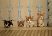 Pera Müzesi’nden Kedi Filmleri Günleri