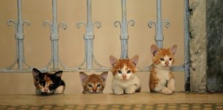 Pera Müzesi’nden Kedi Filmleri Günleri