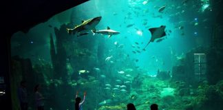 Merlin Entertainments’dan Yazın Son Kampanyası: